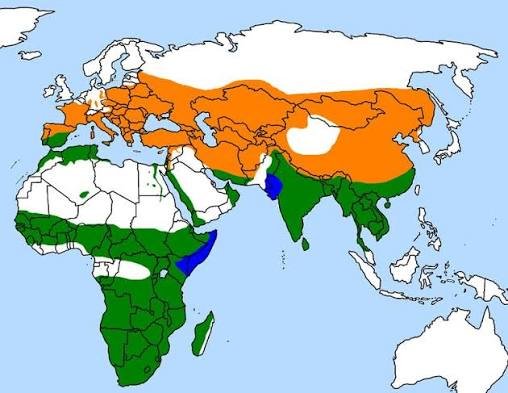 Distribución