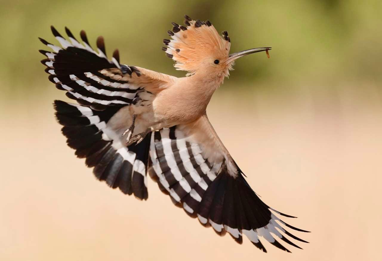 Vuelo