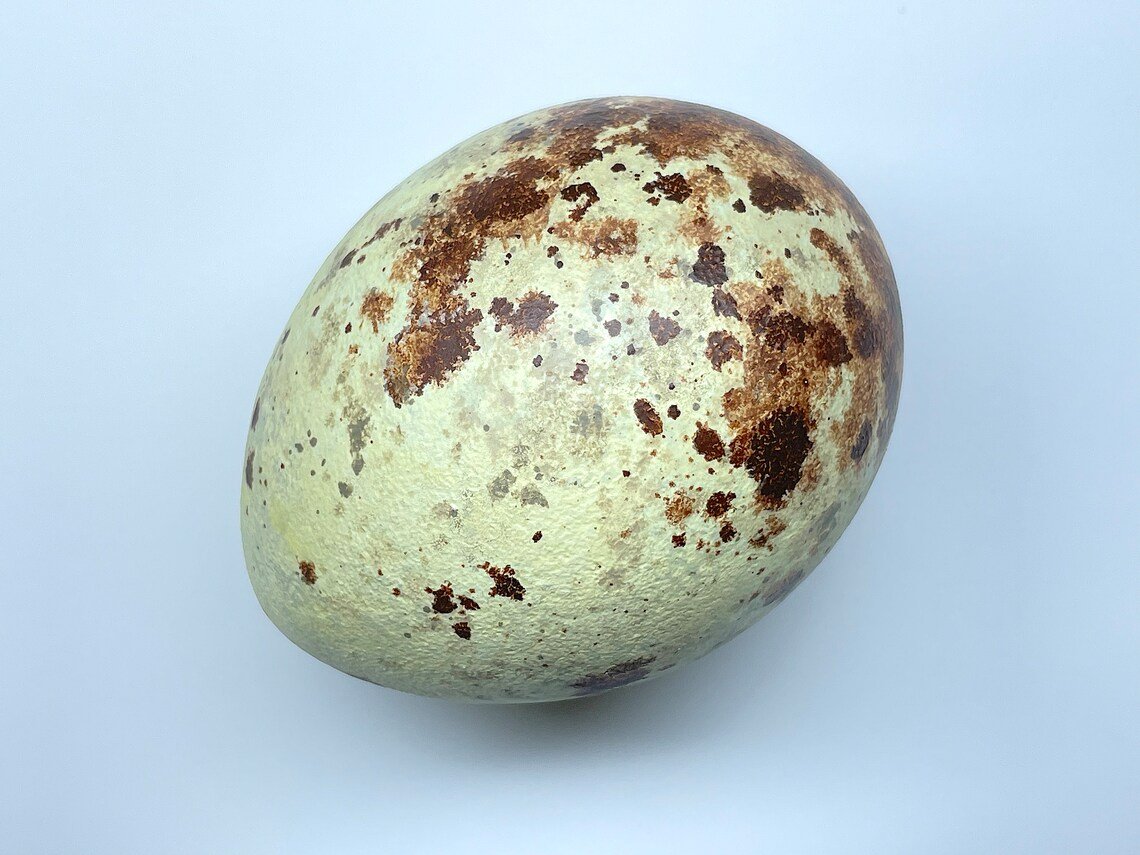 Huevo