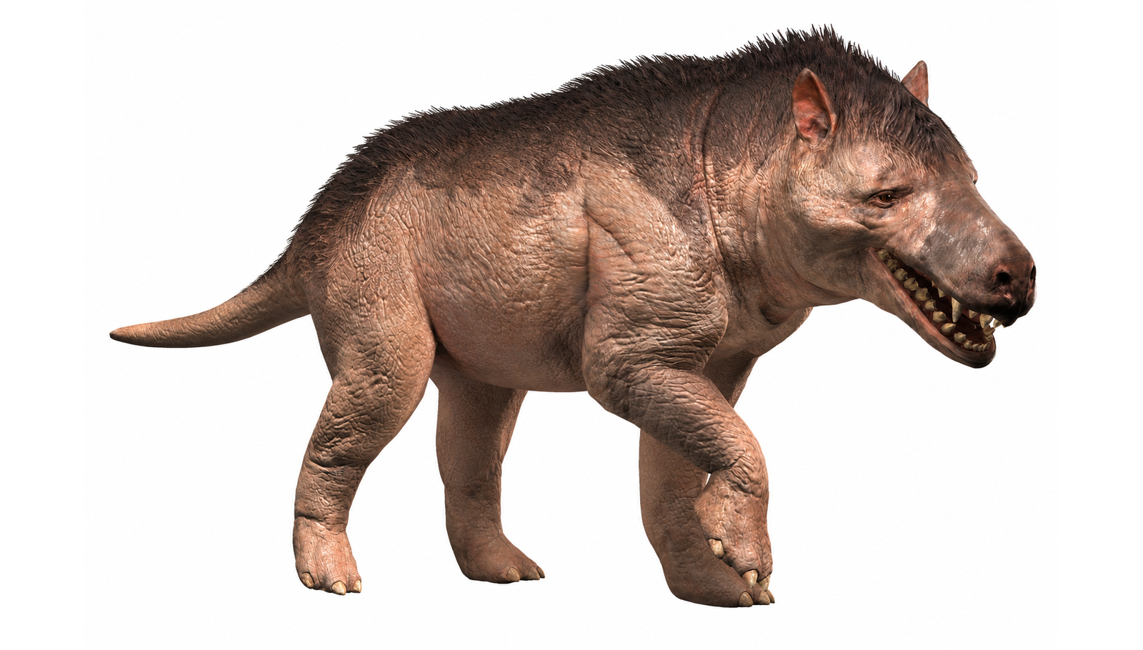 Andrewsarchus