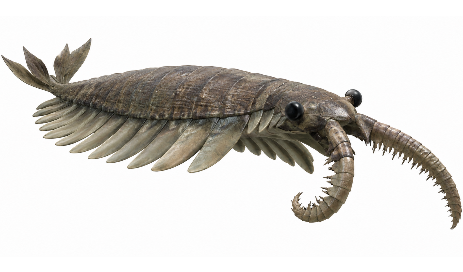 Anomalocaris