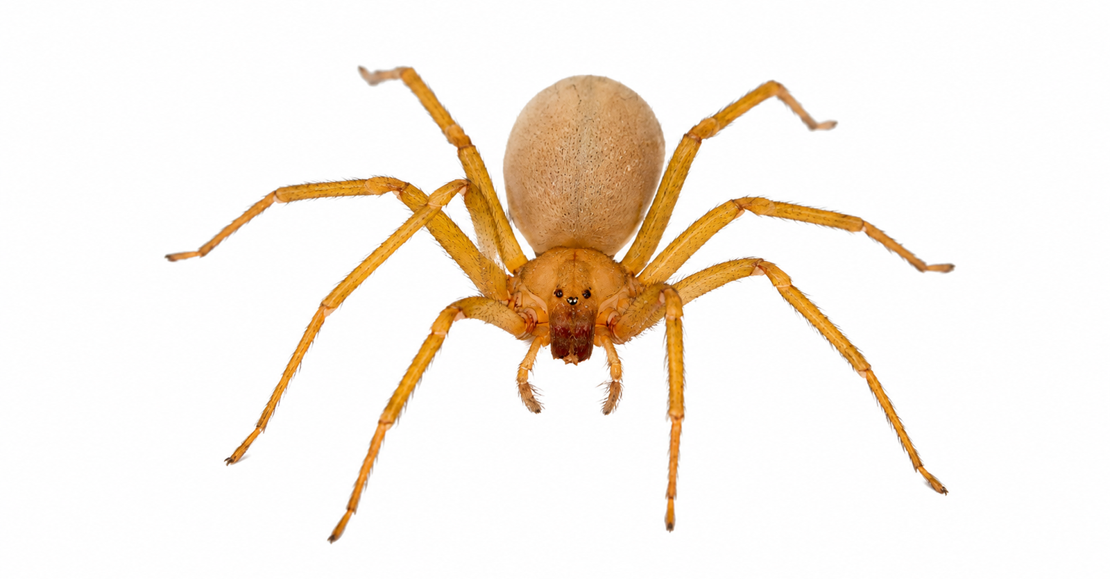 Araña violinista