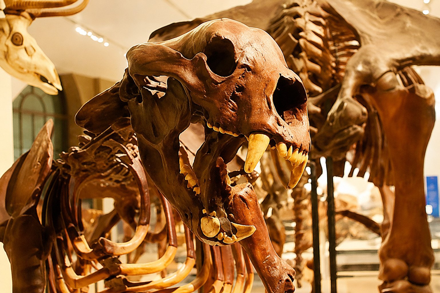 Dentición robusta y molariforme