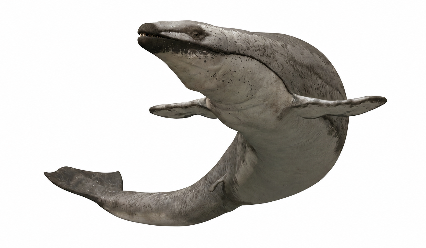 Basilosaurus