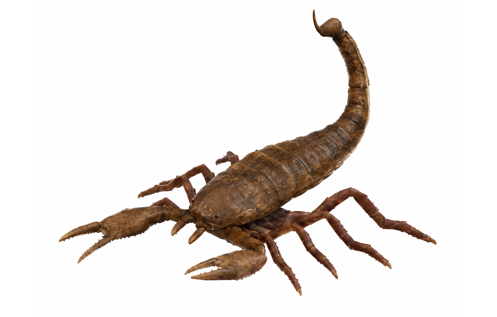 Brontoscorpio