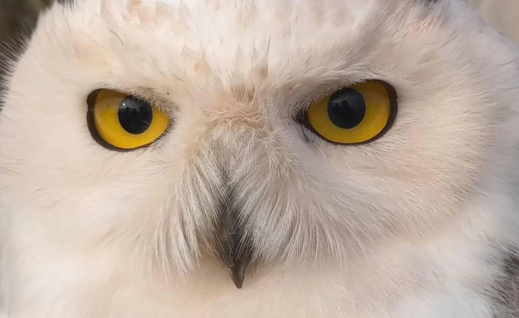 Cabeza y ojos