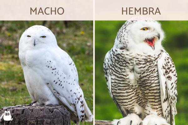 Dimorfismo sexual: macho y hembra