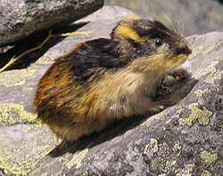 Presa principal: el lemming