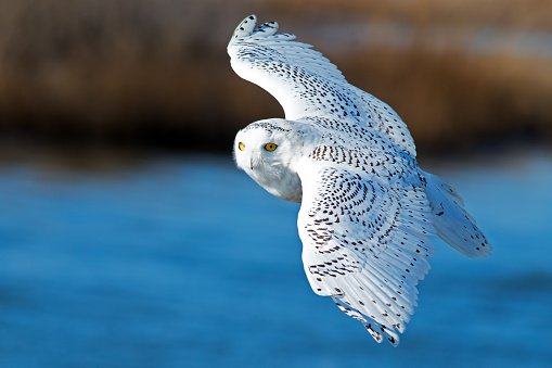 Vuelo