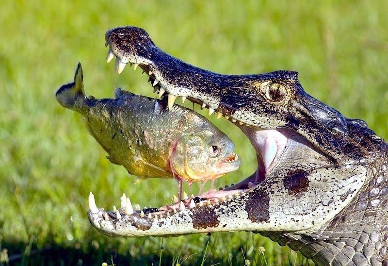 Capturando una piraña