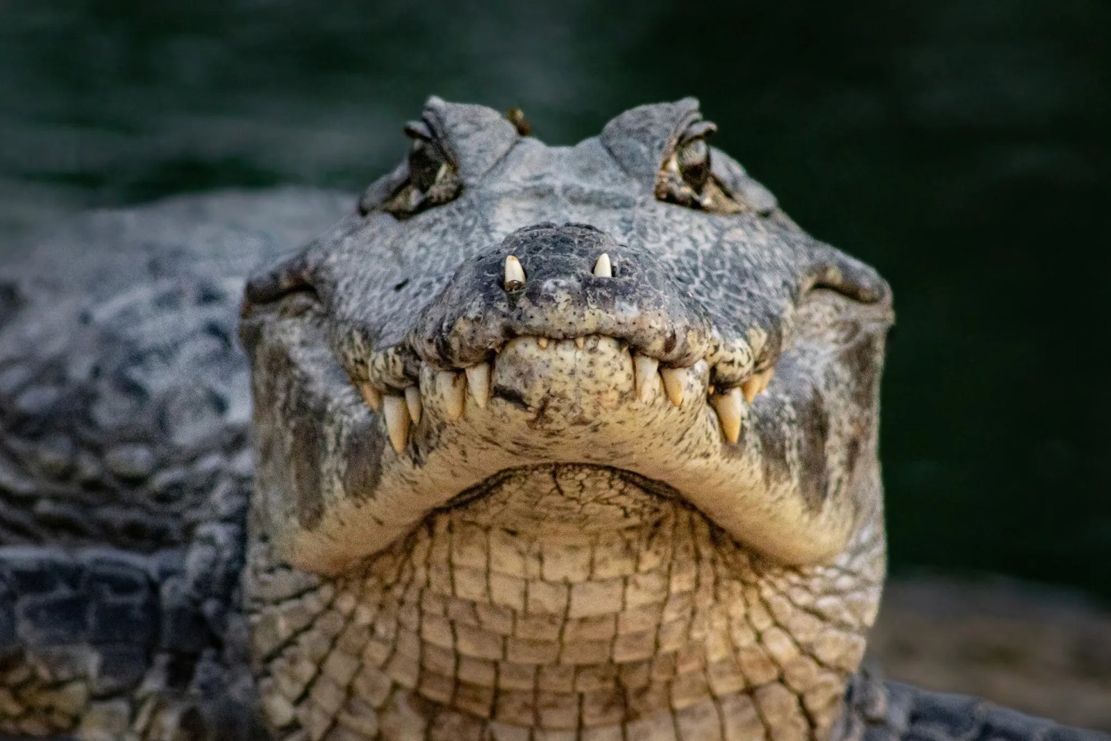 Ojos y fosas nasales en la parte superior de la cabeza