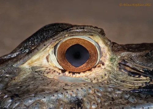 Ojo con brillo naranja característico