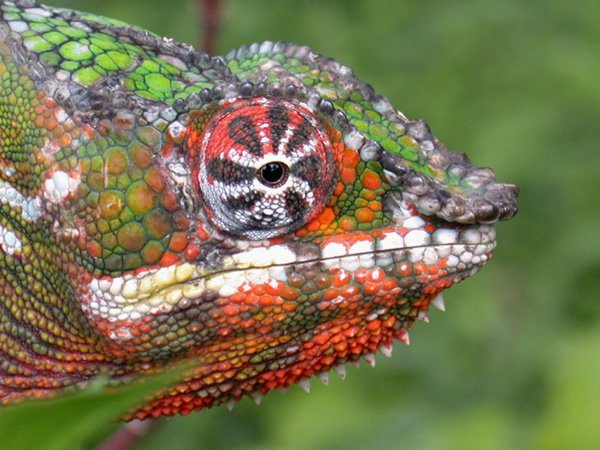 Cabeza y ojos