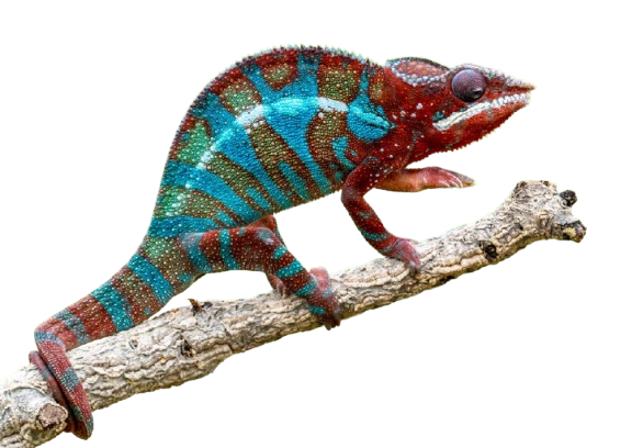 Camaleón pantera