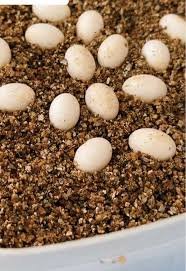 Puesta de huevos
