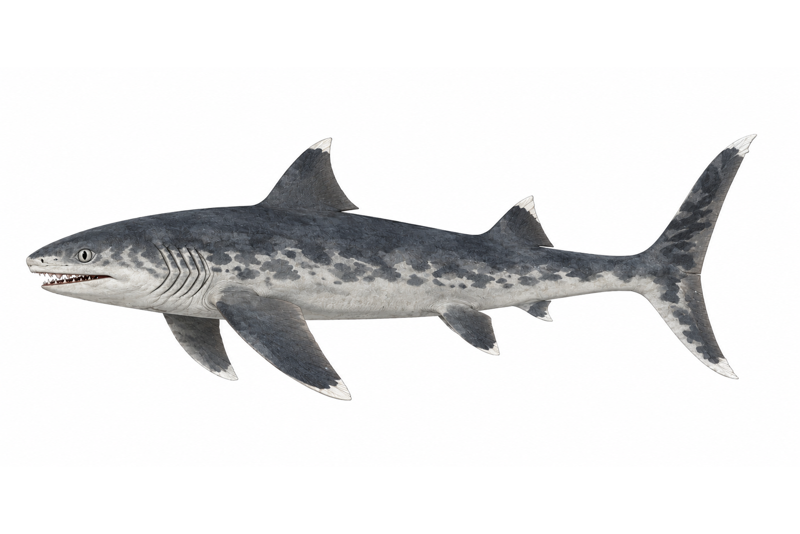 Cladoselache