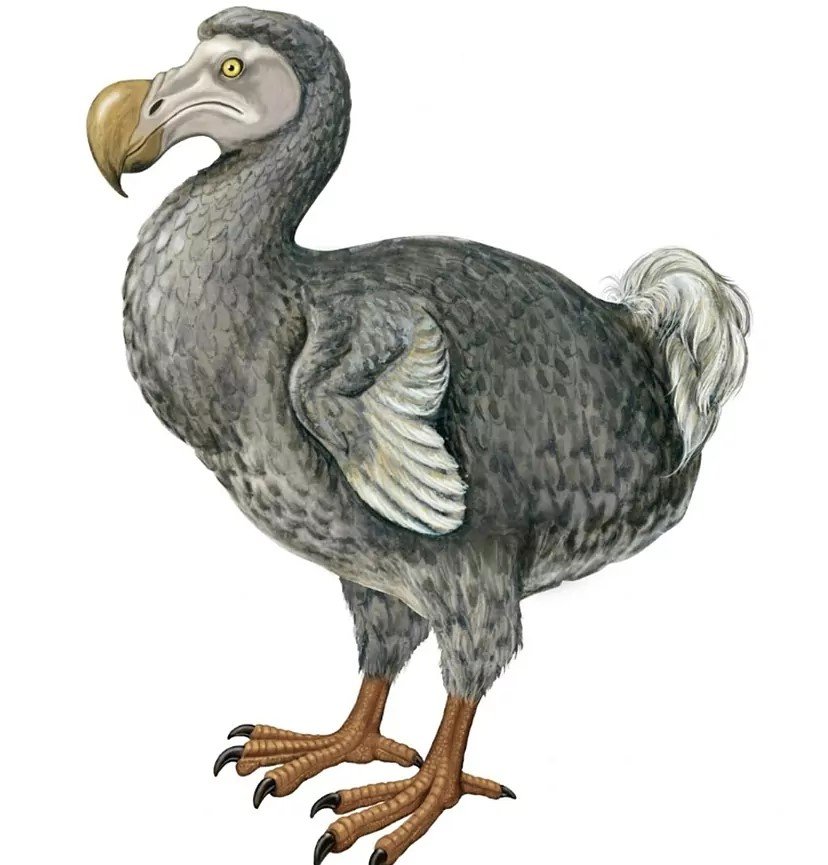 Ala vestigial del dodo