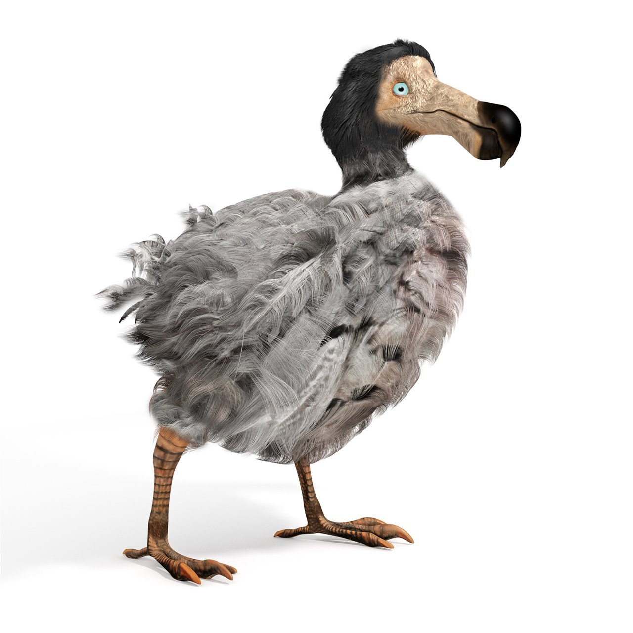 Plumaje y aspecto general del dodo