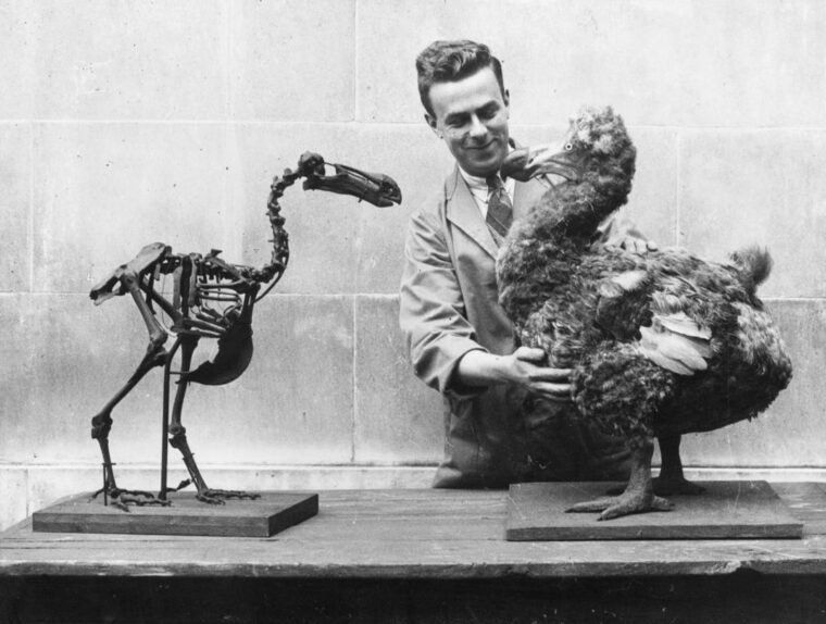 Comparativa de tamaño del dodo con un humano