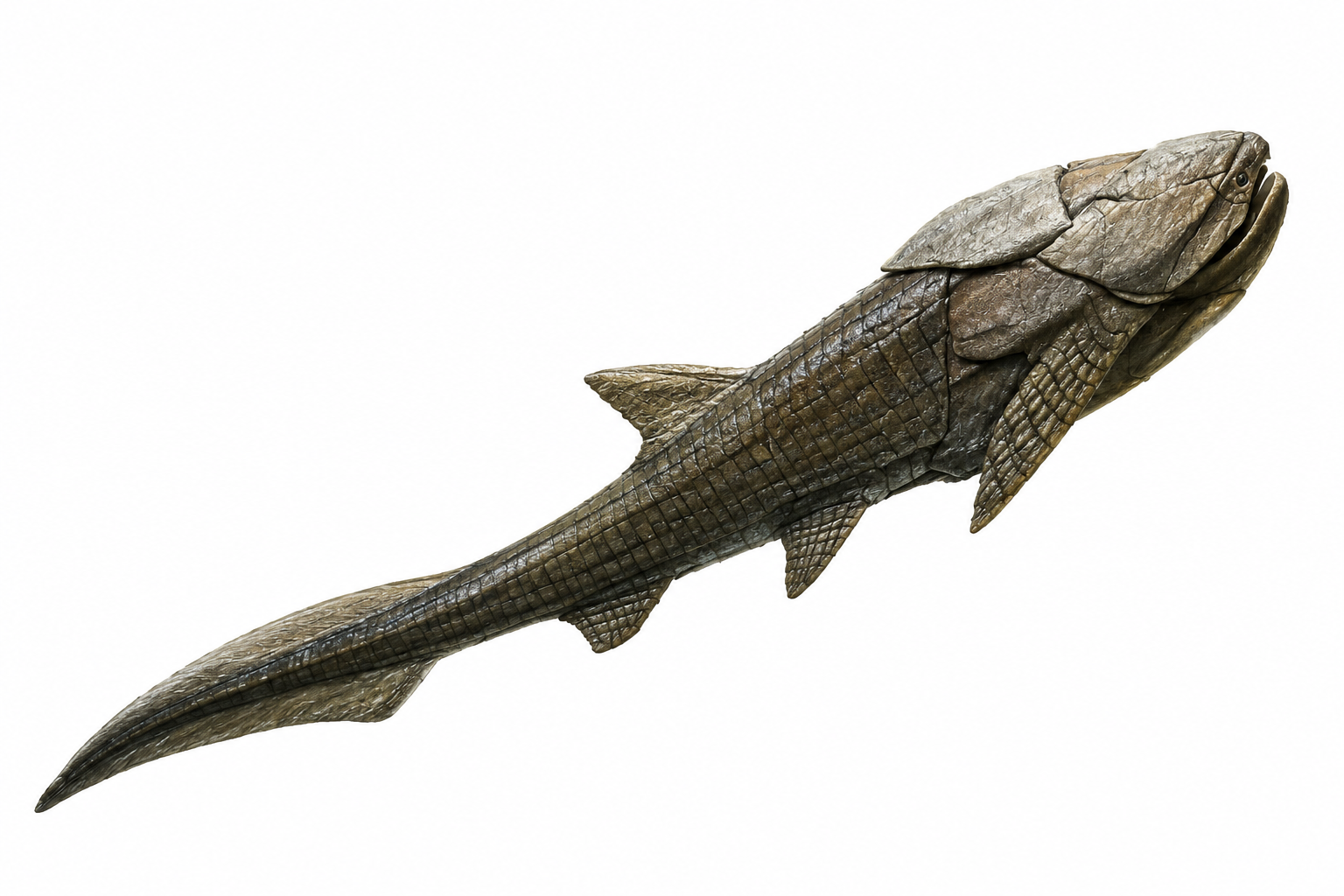 Entelognathus