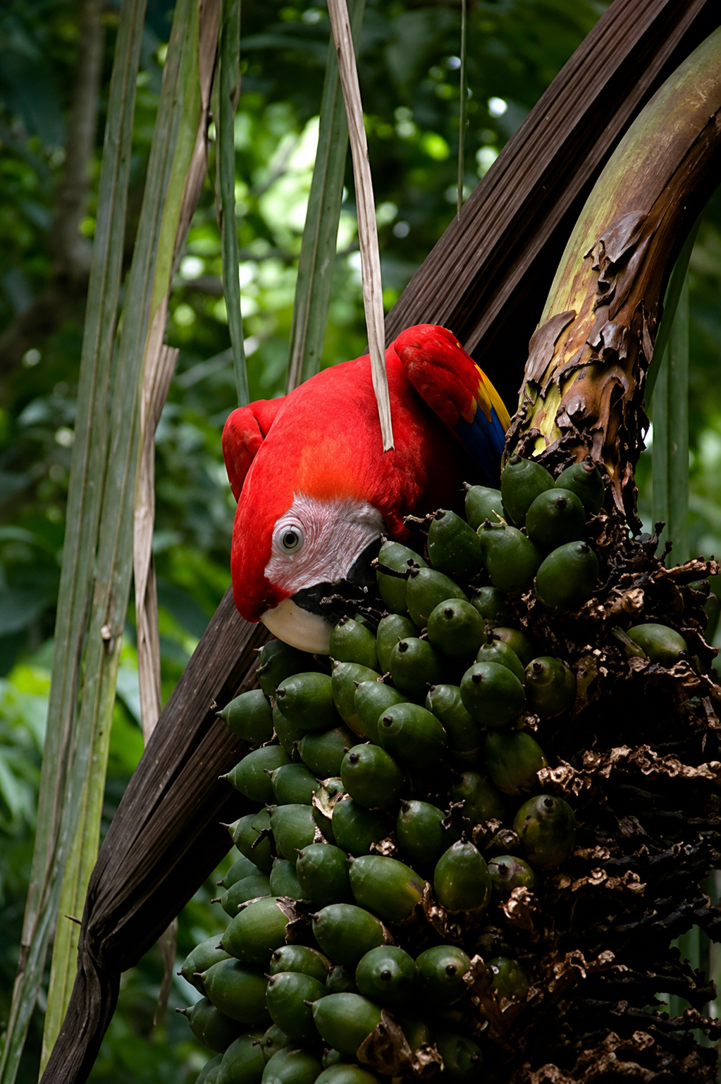 Guacamayo rojo alimentándose de frutas en el dosel