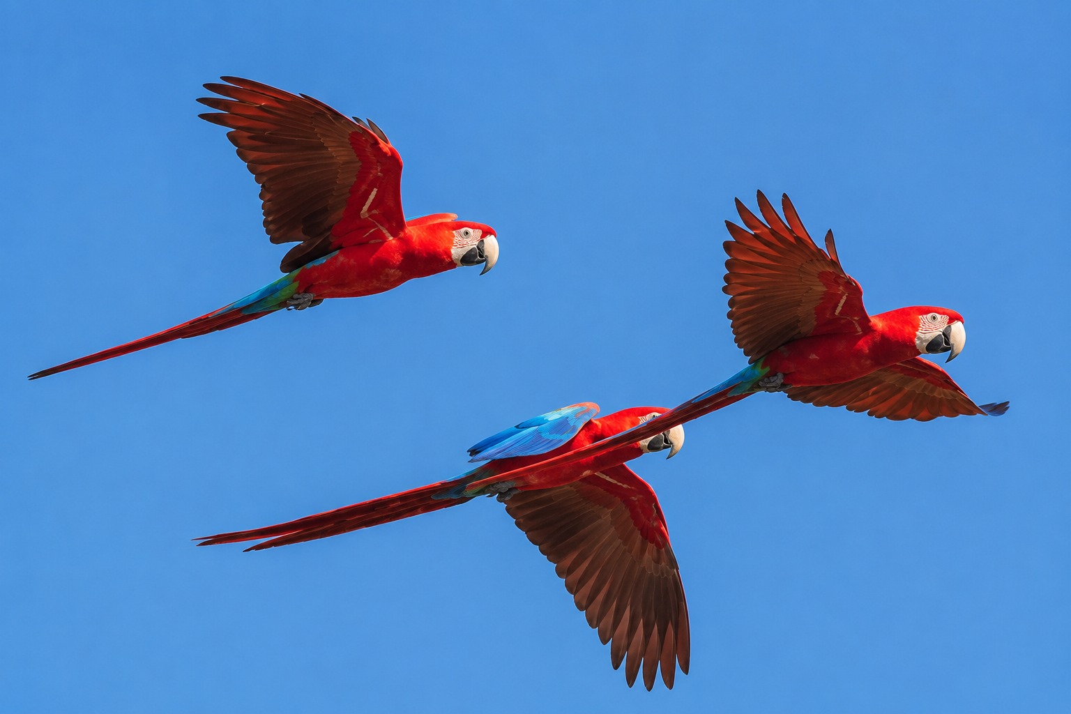 Bandada de guacamayos rojos en vuelo