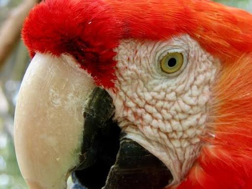 Cara desnuda y patrón de plumas faciales