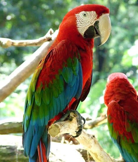Plumaje y coloración característica