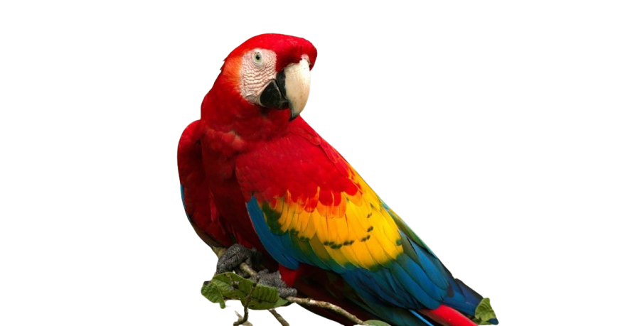 Guacamayo rojo
