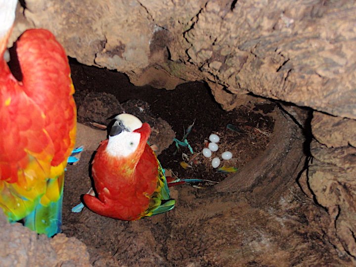 Huevos de guacamayo rojo en el nido