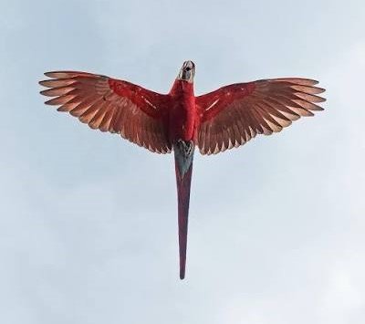 Guacamayo rojo en pleno vuelo
