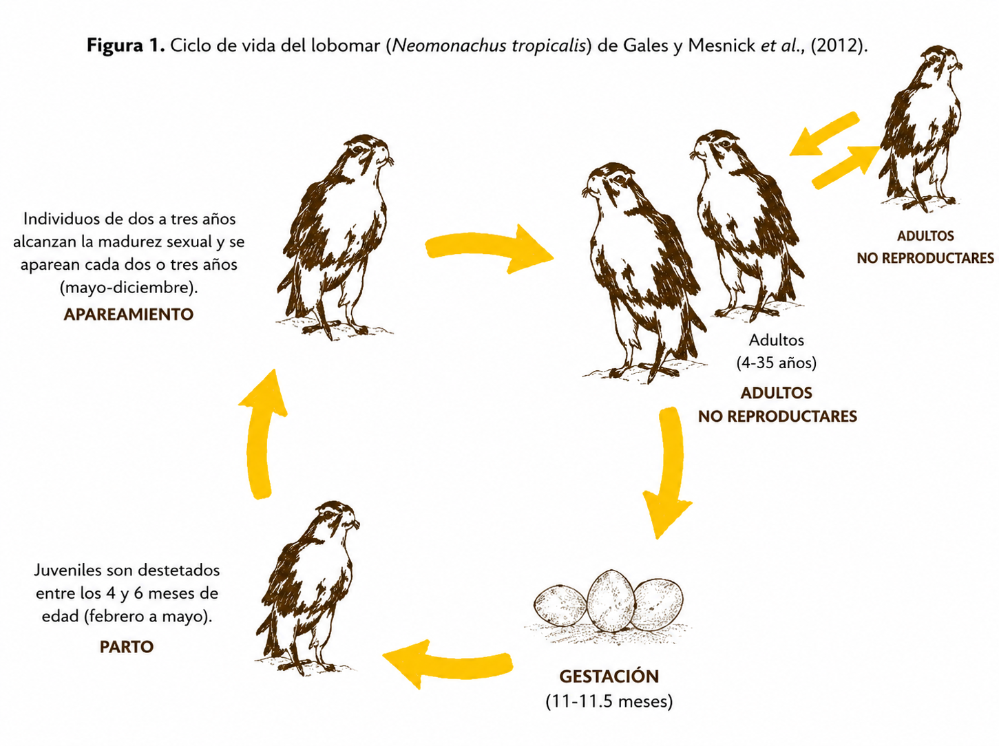 Ciclo de vida