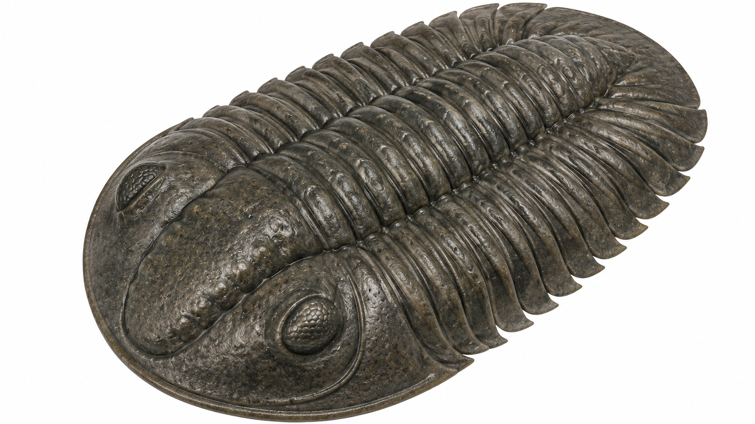 Isotelus