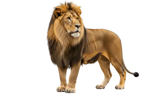León africano