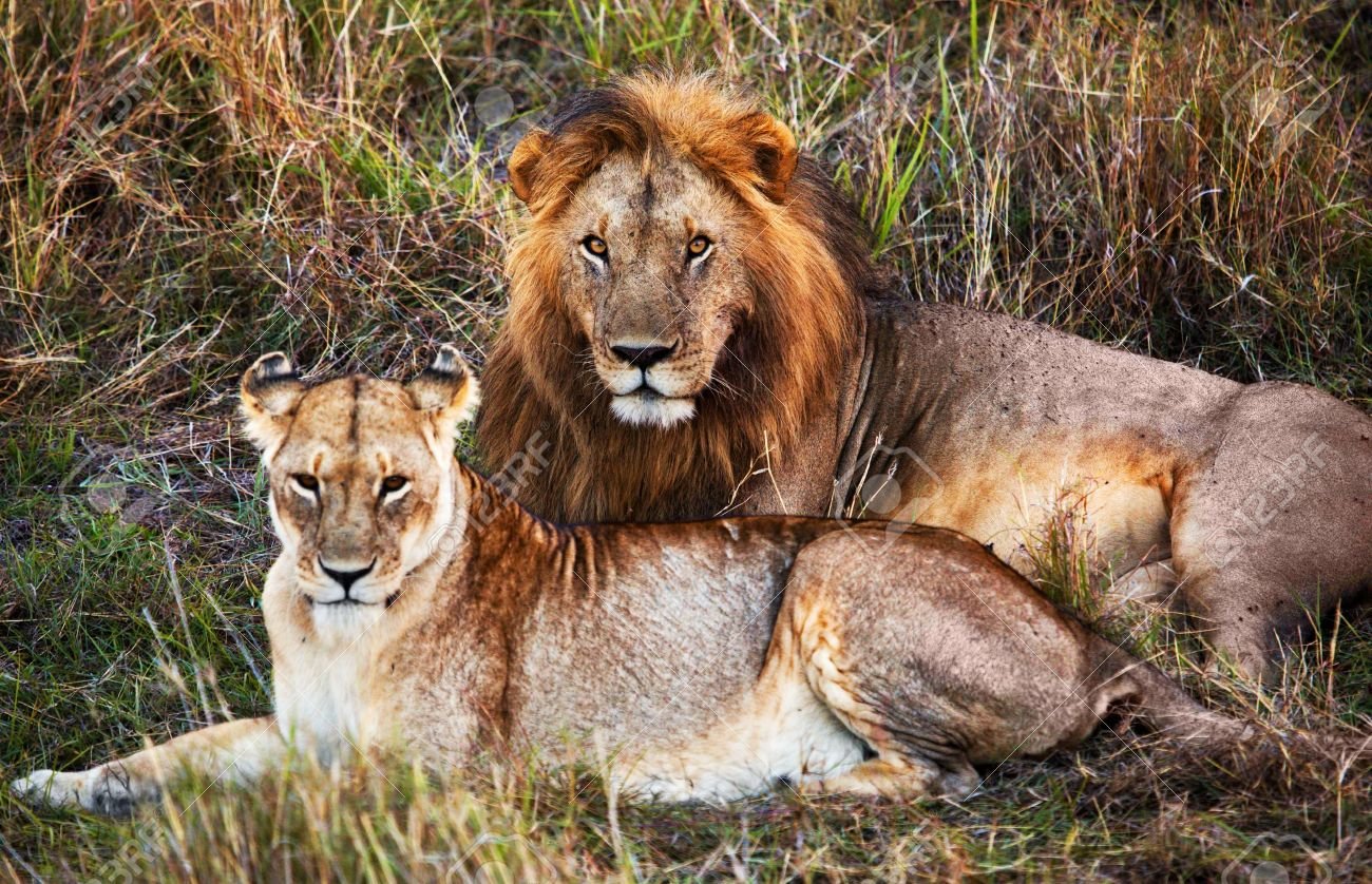 Melena del macho