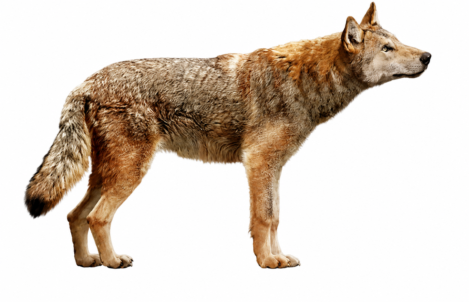 Reconstrucción del aspecto del lobo gigante