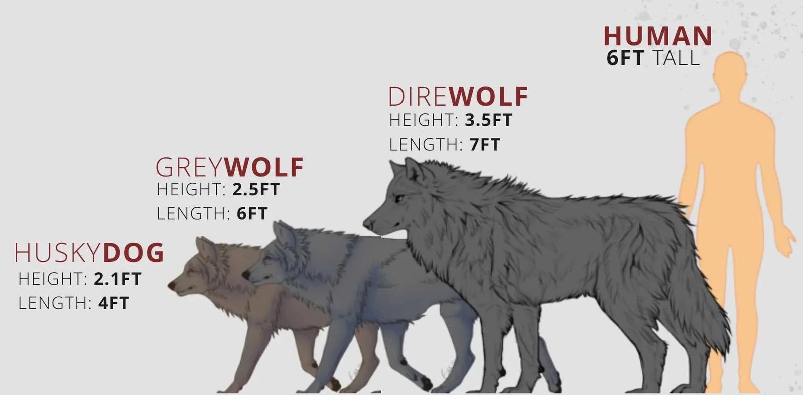Comparativa de tamaño con un lobo gris actual y un humano