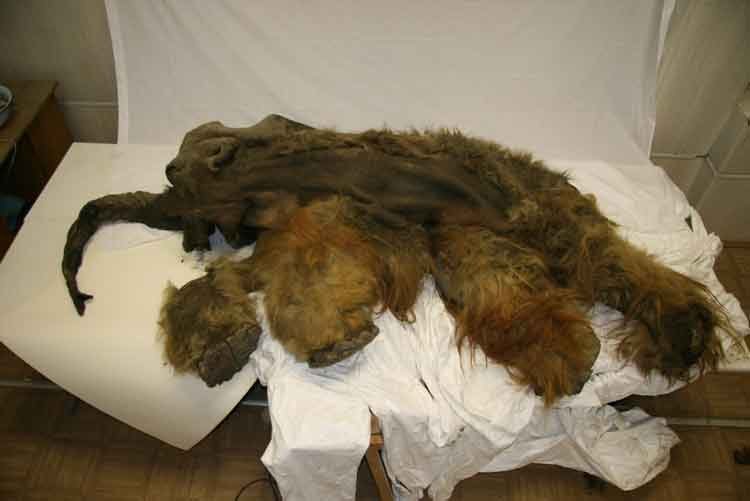 Ejemplar congelado de mamut lanudo hallado en Siberia