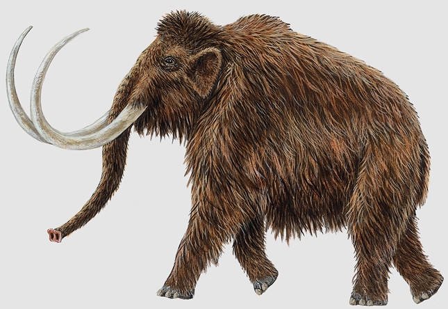 Reconstrucción mostrando la joroba de grasa