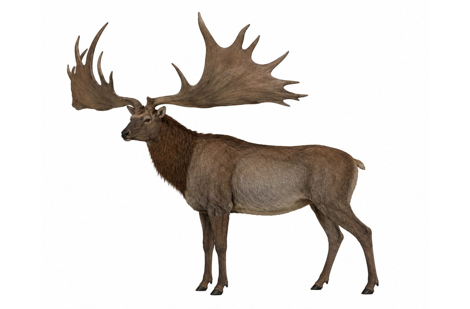 Megaloceros