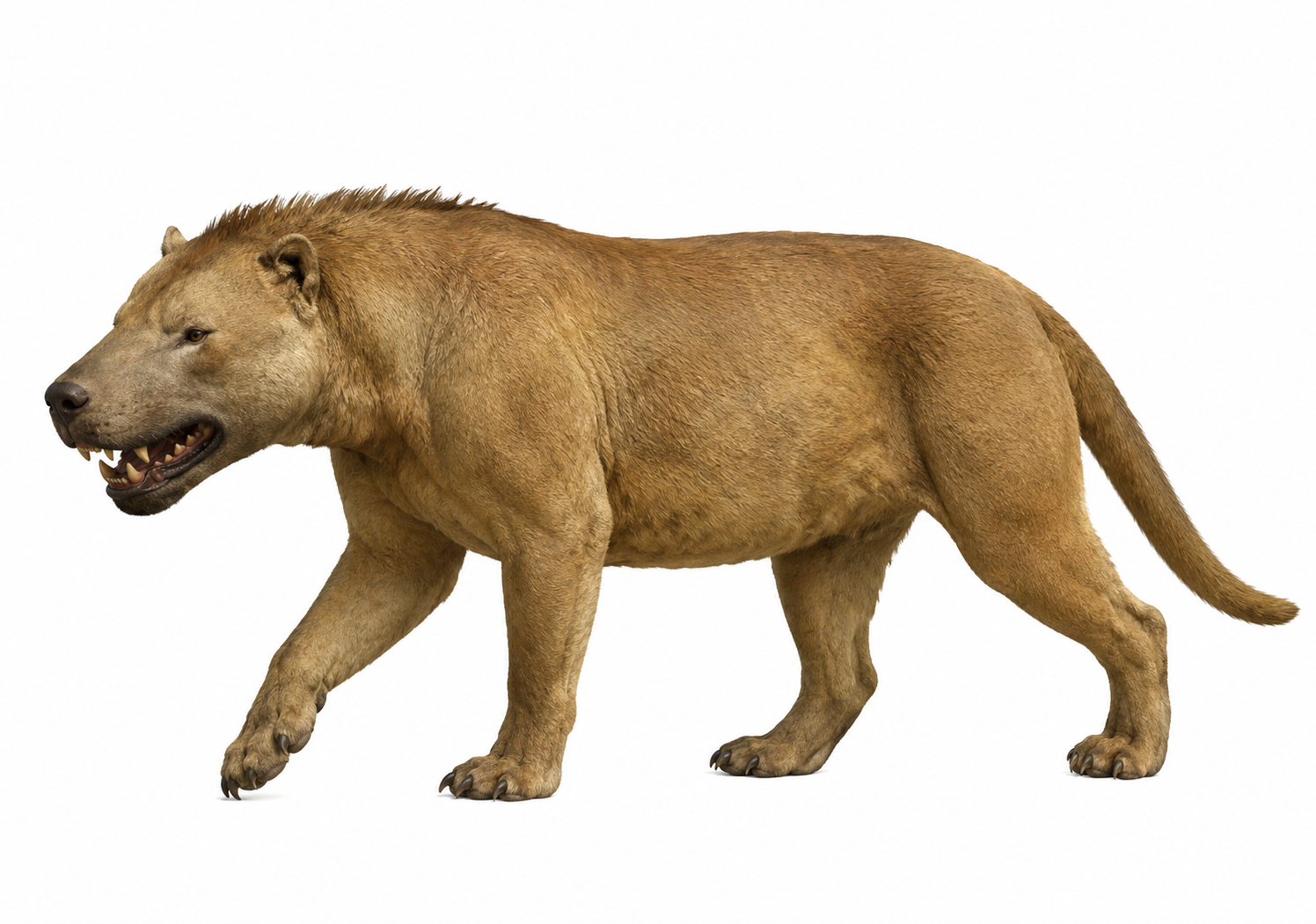 Megistotherium