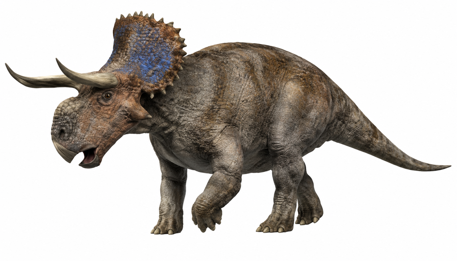 Nasutoceratops
