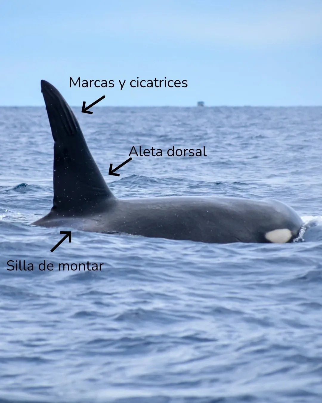 Aleta dorsal alta y triangular