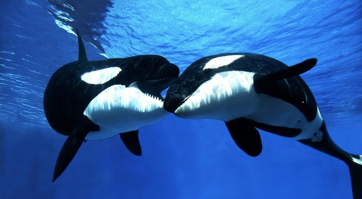 Orca comunicándose con su manada