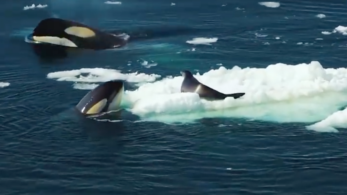 Manada de orcas en plena caza cooperativa