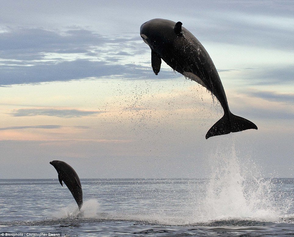 Orca saltando fuera del agua