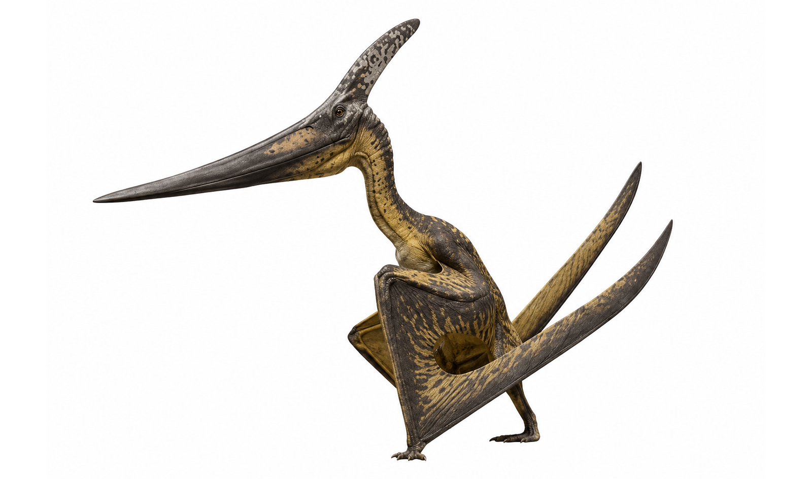 Pteranodon