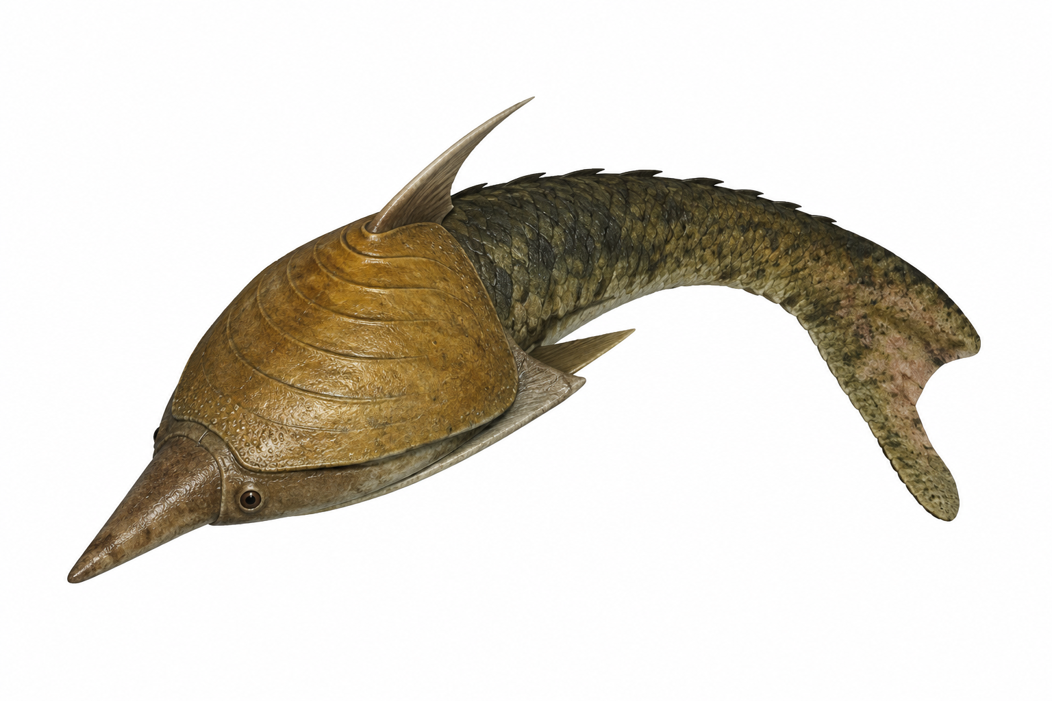 Pteraspis