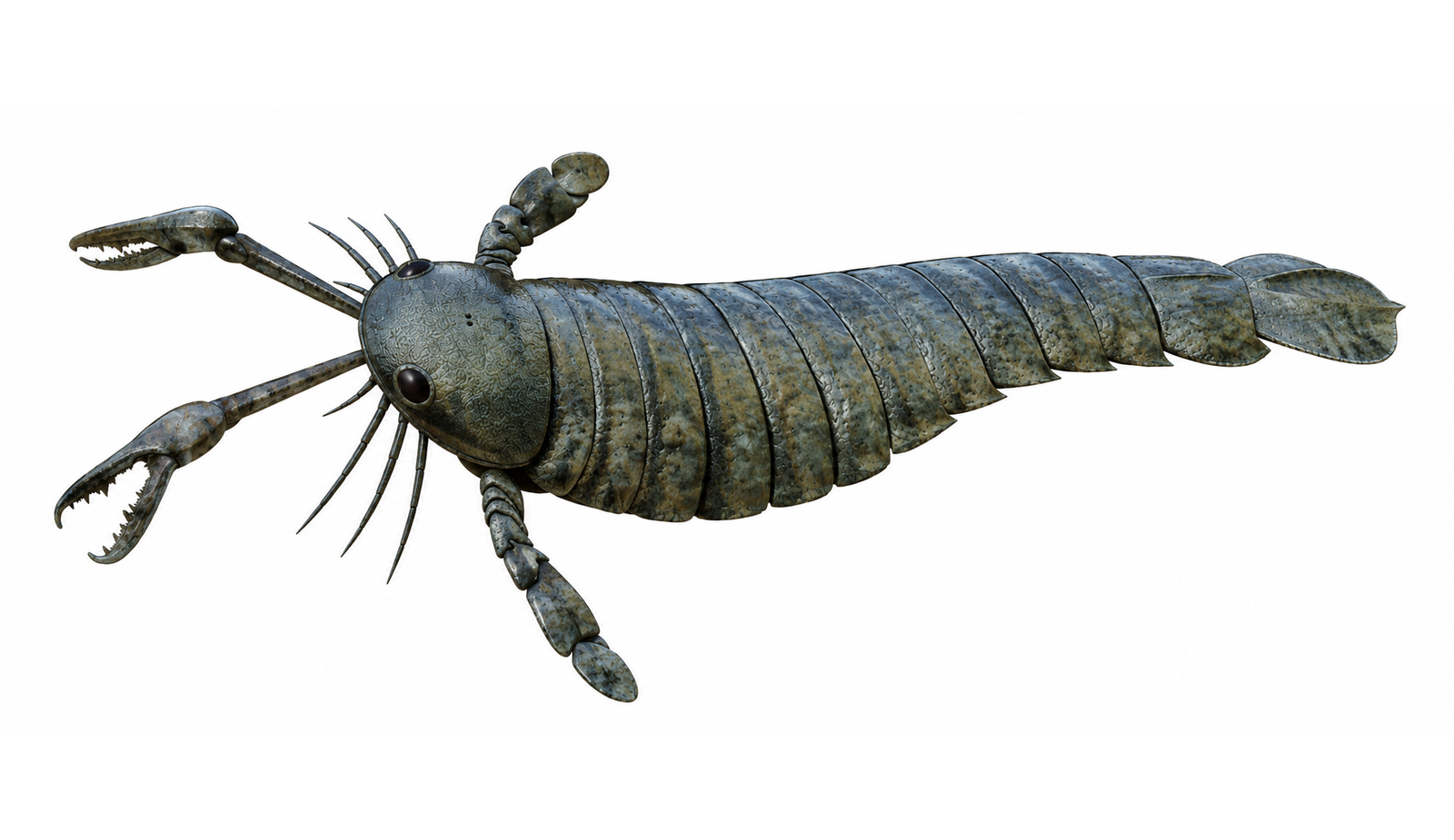 Pterygotus