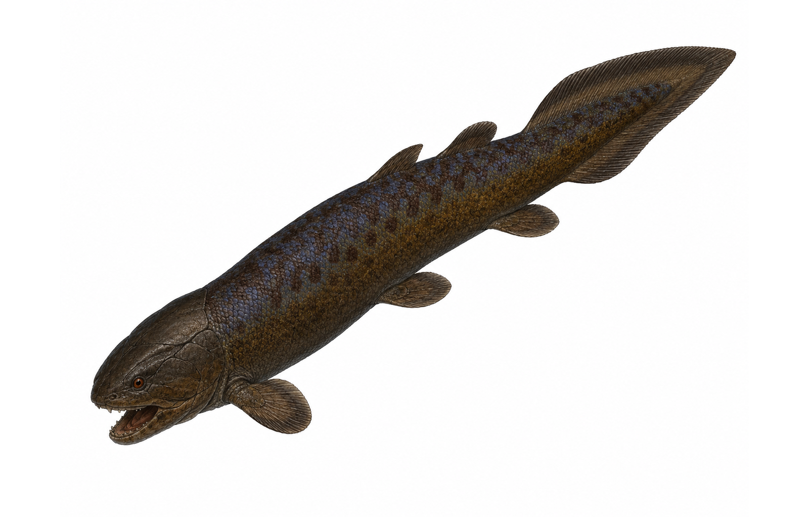 Rhizodus